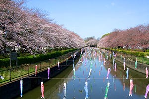 みずき館林 お花見