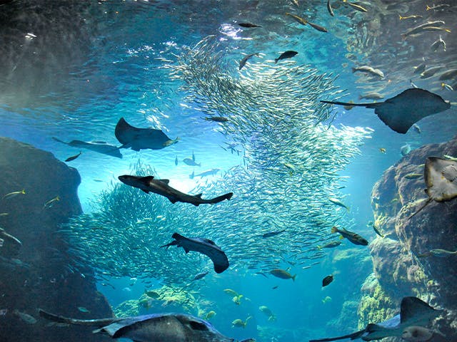 パークウェルステイト湘南藤沢SST 新江ノ島水族館