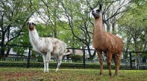 きらら川崎小倉 夢見ケ崎動物公園