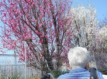 ツクイ・サンシャイン成城 お花見