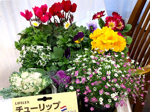 グループホームえくせれんと聚楽第 植木レク