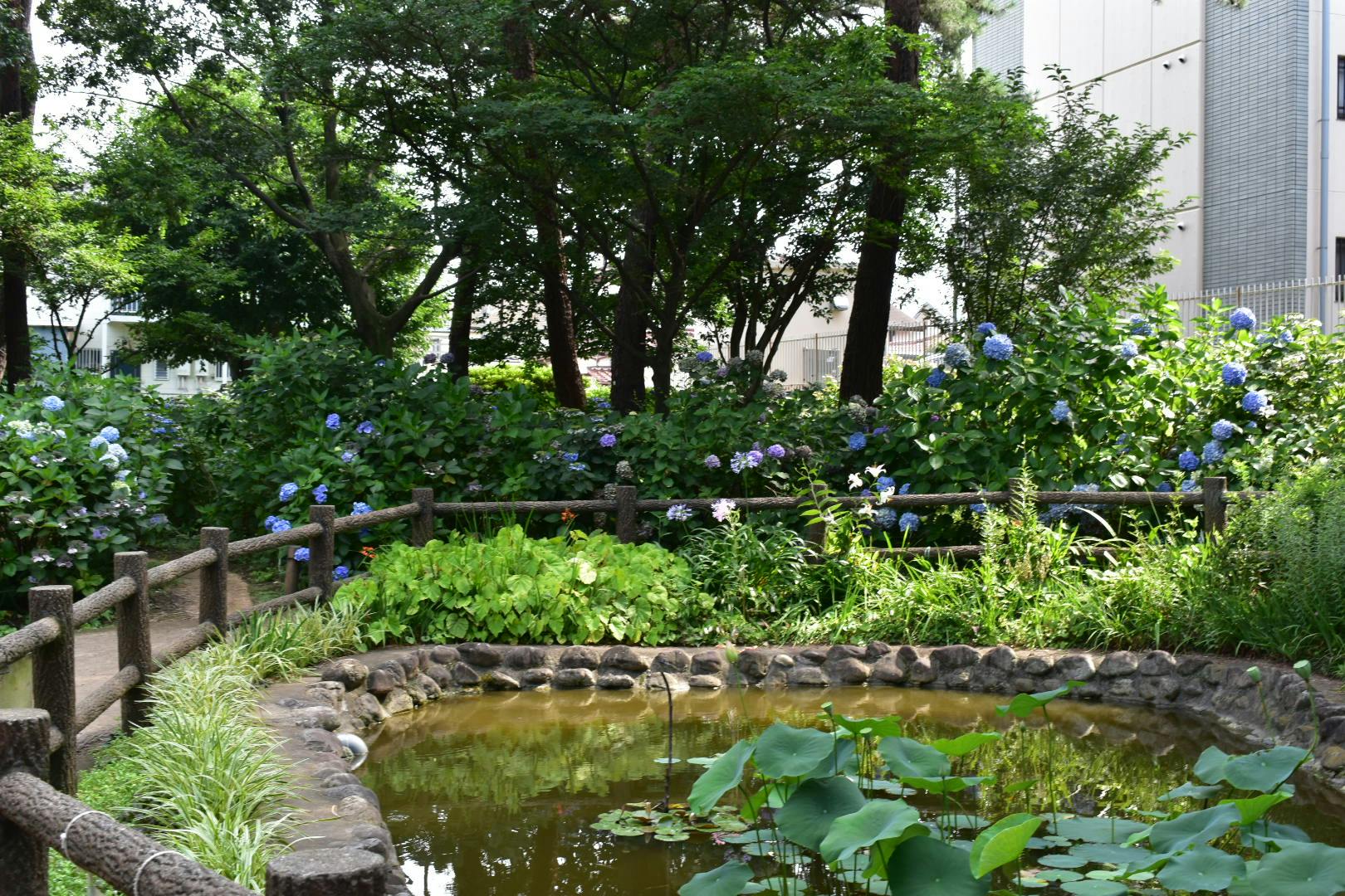 アミカの郷小平あじさい公園 あじさい公園