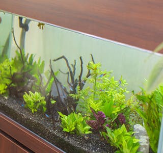 まごころ荘石津Ⅱ 水槽