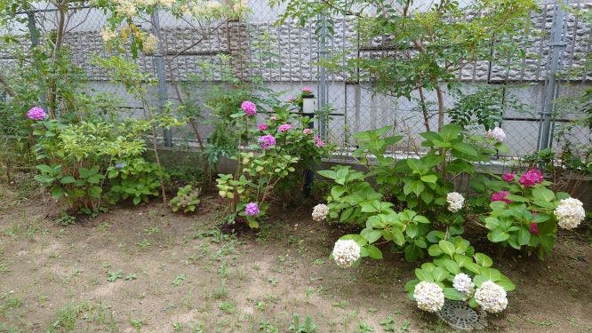 ニチイケアセンター東田 庭