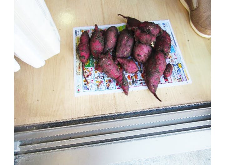 グループホームたのしい家祇園山本 芋掘り