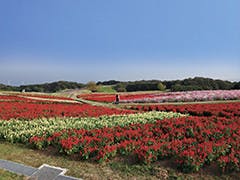 ケアビレッジくるま花水木 あわじ花さじき