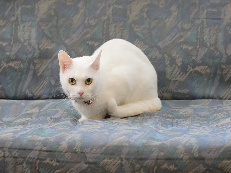 グループホームたのしい家江戸川 猫
