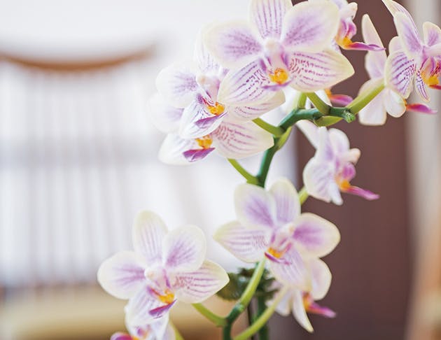 リアンレーヴみずほ台 お花