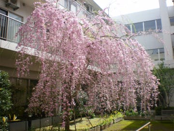ハッピーライフ菜の花館 お花見