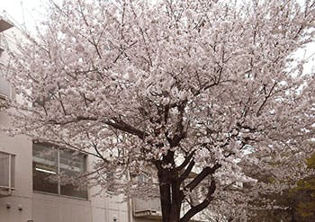 ベストライフ武蔵村山 桜の木