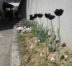 ニチイケアセンター蘇我 花壇