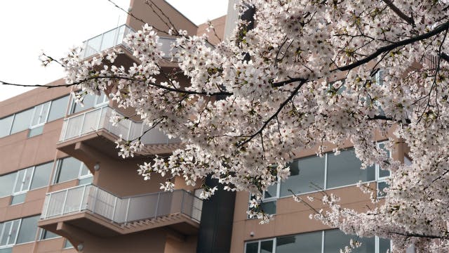 感謝の郷いわきしらゆり館 敷地内の桜