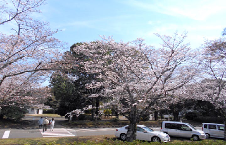 グループホームたのしい家千葉中央 お花見