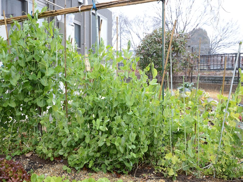 グループホームたのしい家山科小野 菜園