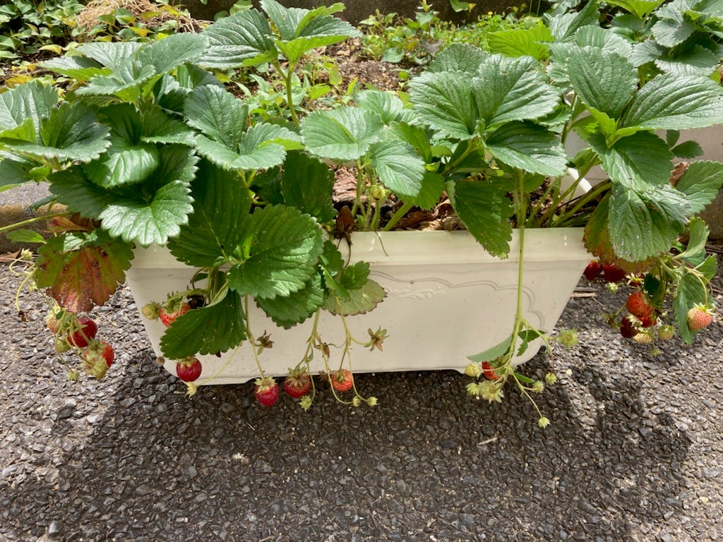 ニチイケアセンター千葉浜野 菜園