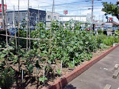 ロイヤルホーム春日井アネックス 農園