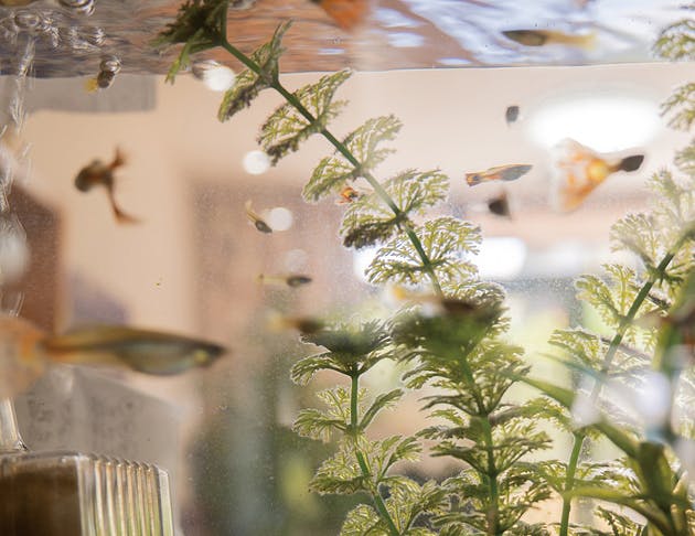 ライフコミューンいずみ中央 アクアリウム