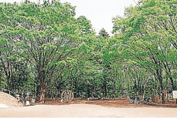 もみの樹・練馬 都立城北中央公園