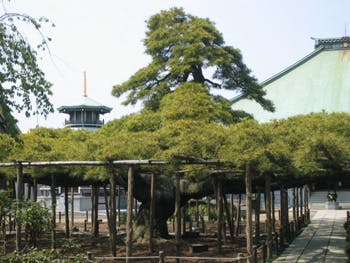 ベストライフ小岩 善養寺影向の松