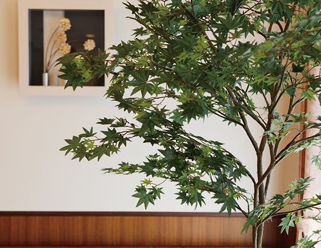 リアンレーヴ草加 観葉植物