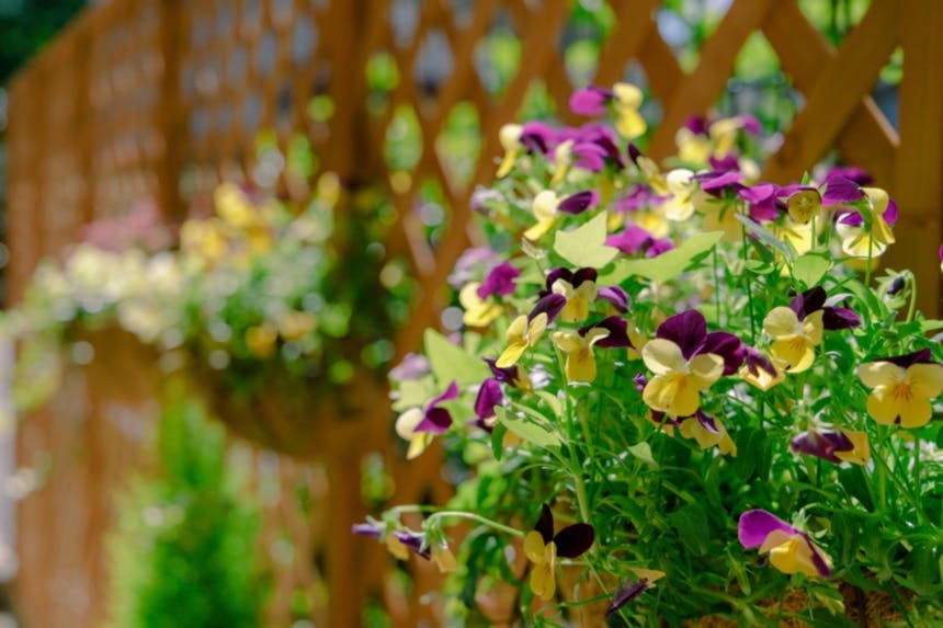 そんぽの家Ｓ府中中河原 花