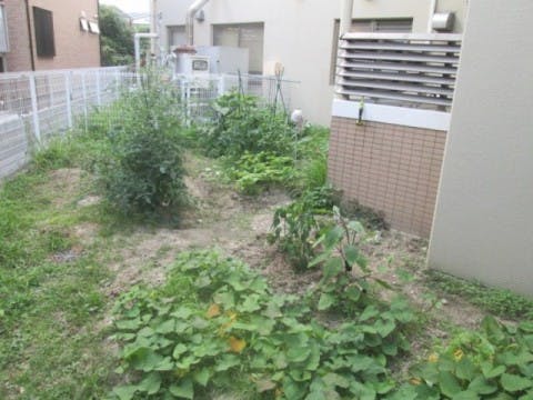 アソシエ中尾 菜園