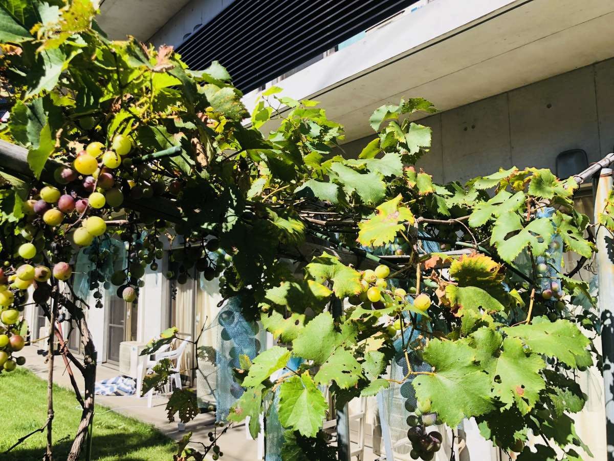 グループホームみんなの家・殿山北糀谷 庭