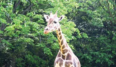 エクセレント横濱上白根 よこはま動物園ズーラシア