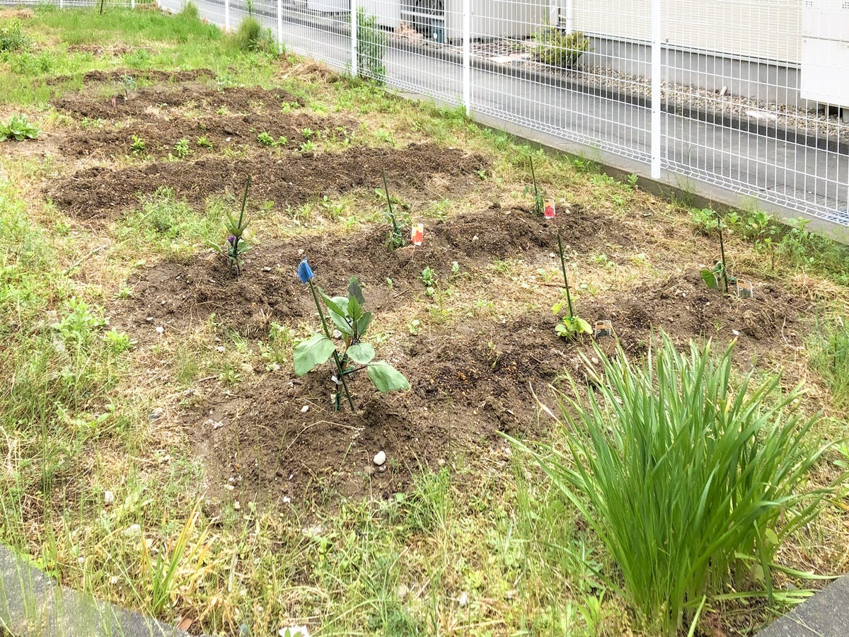 愛の家グループホーム新潟鳥屋野 家庭菜園
