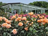 鎌倉ケアハートガーデンサービス付き高齢者向け住宅レーベン湘南 神奈川県立フラワーセンター大船植物園