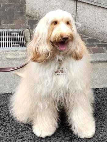 ニチイホーム八幡山 セラピー犬ワフト
