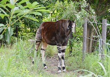 フローレンスケア横浜森の台 よこはま動物園ズーラシア