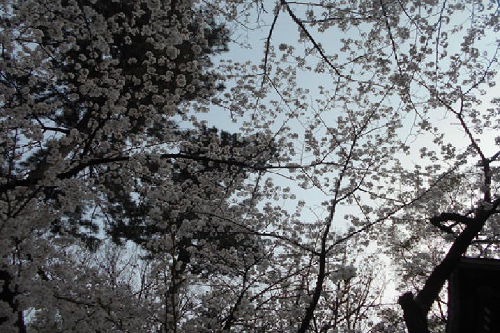 たのしい家本八幡 お花見