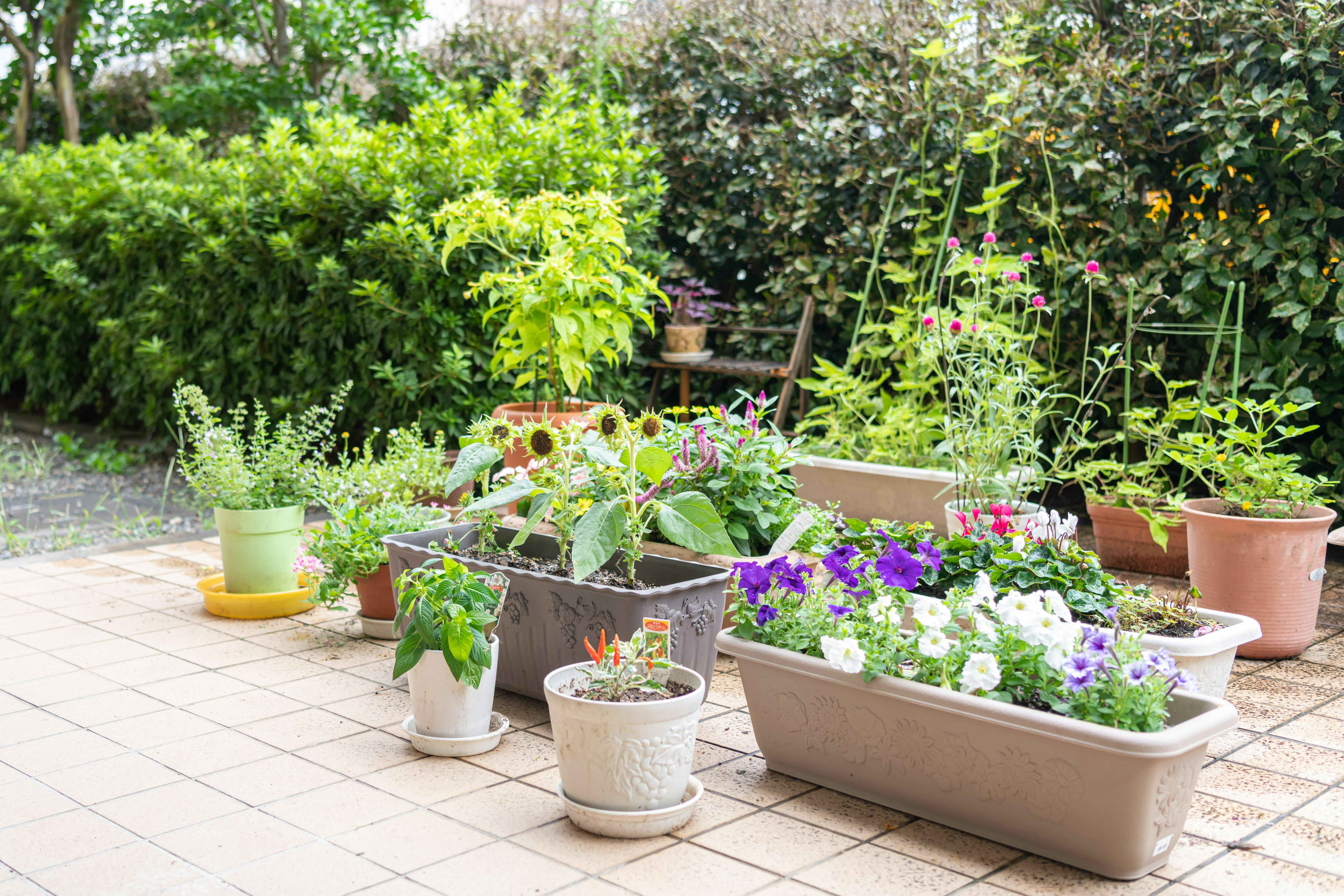 イリーゼ八王子 中庭