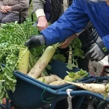 ラビアンローズ上野芝 園芸