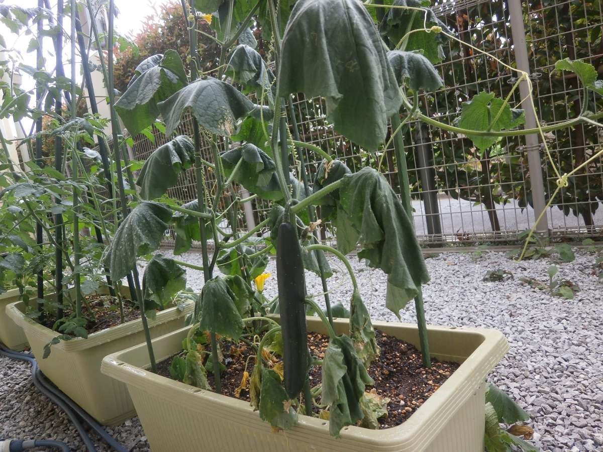 グループホームみんなの家・中野鷺宮 菜園