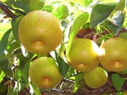 グループホームみんなの家・稲城長沼 果実