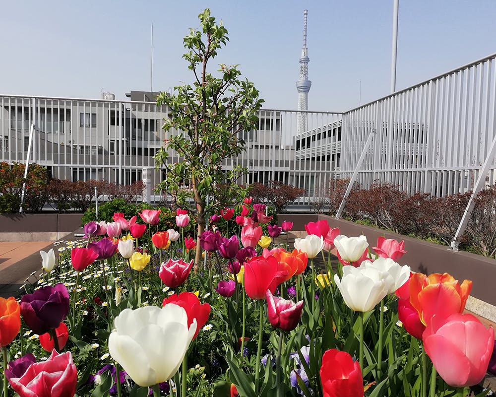 グランヴィ歳王 屋上花壇