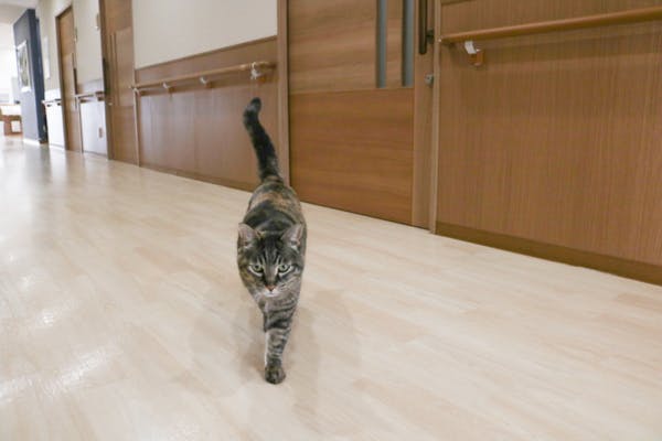 サービス付き高齢者向け住宅 八重の里 廊下