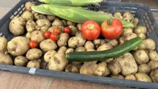 グループホーム和み 伊奈 収穫