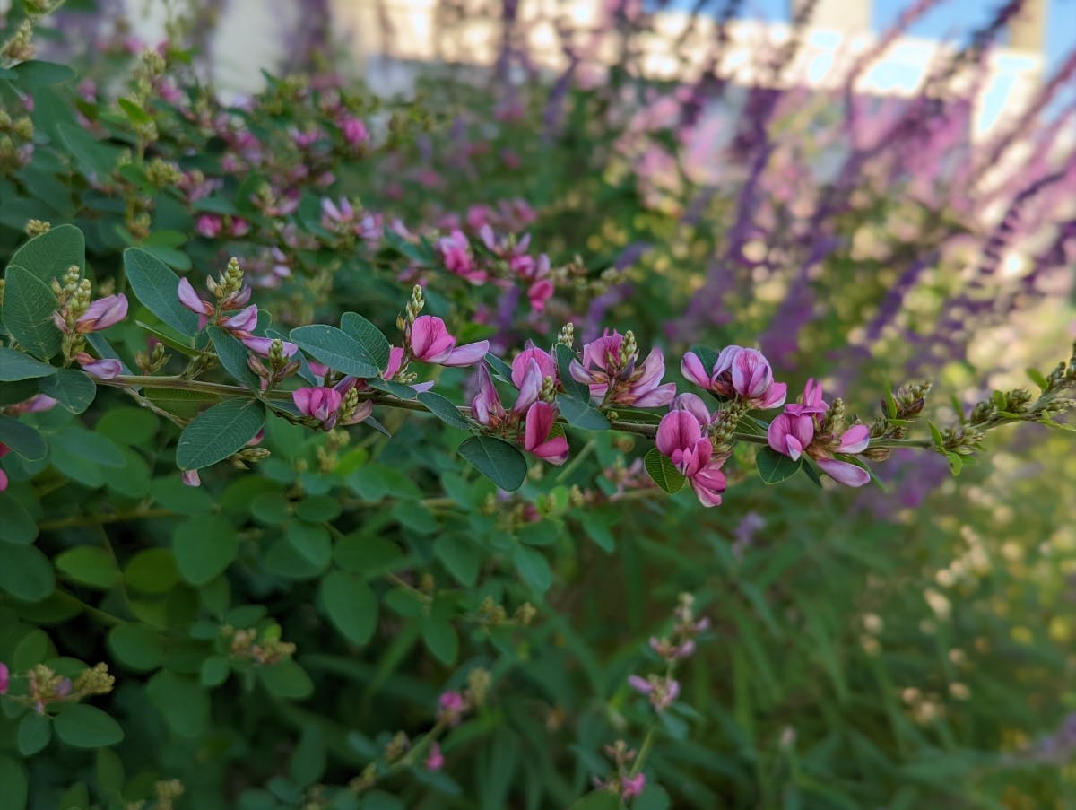 ケア・キューブくさか ガーデニング
