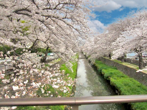 グループホームみんなの家・与野鈴谷 桜並木