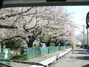 グッドタイムホーム・多摩川 お花見ドライブ
