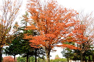 みずき館林 紅葉狩り