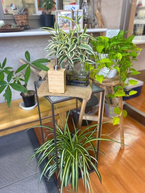 ホームステーションらいふ小平 植物