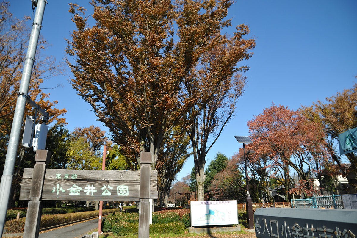 せらび小金井 小金井公園