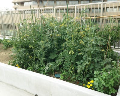 ラヴィータカサ青葉の森 屋上菜園