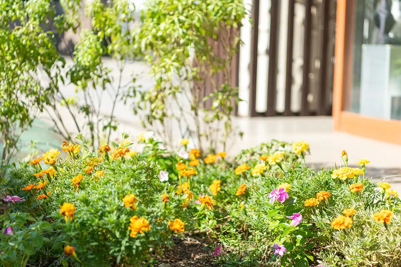 イリーゼ湘南辻堂 中庭