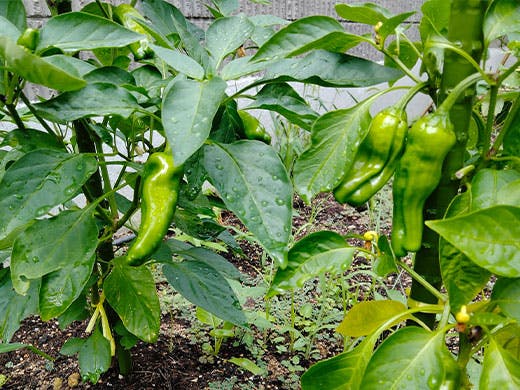 グループホームエクセレント嵯峨嵐山 野菜栽培
