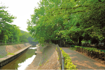 もみの樹・杉並 和田堀公園